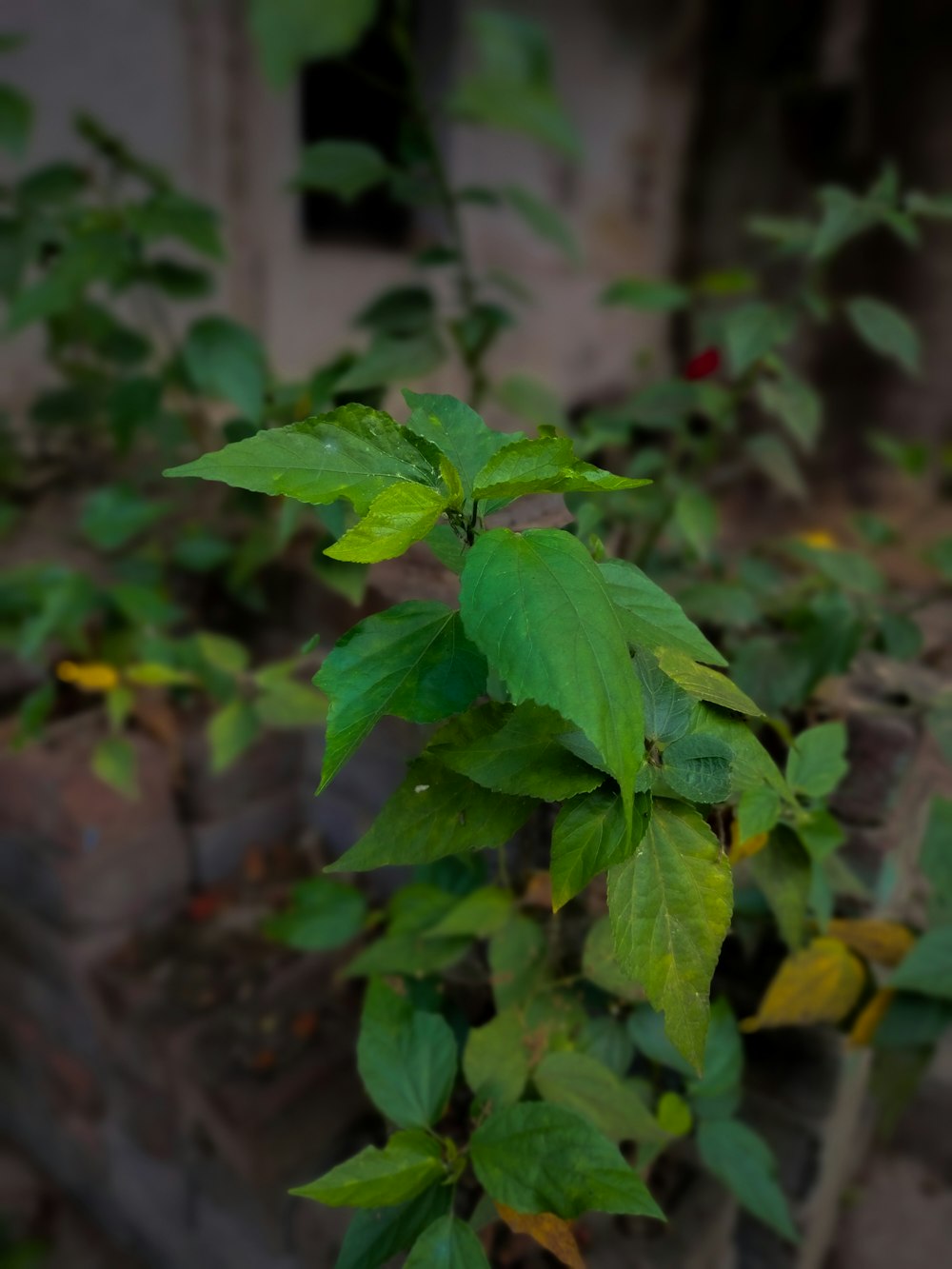 a green plant with lots of leaves on it