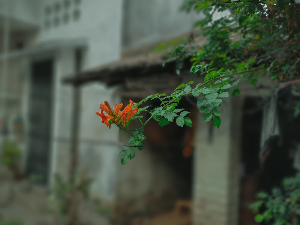 una flor de naranjo frente a un edificio