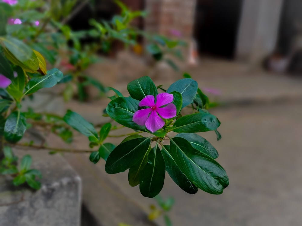 a purple flower with green leaves in a planter