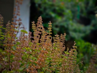 a close up of a plant with lots of leaves