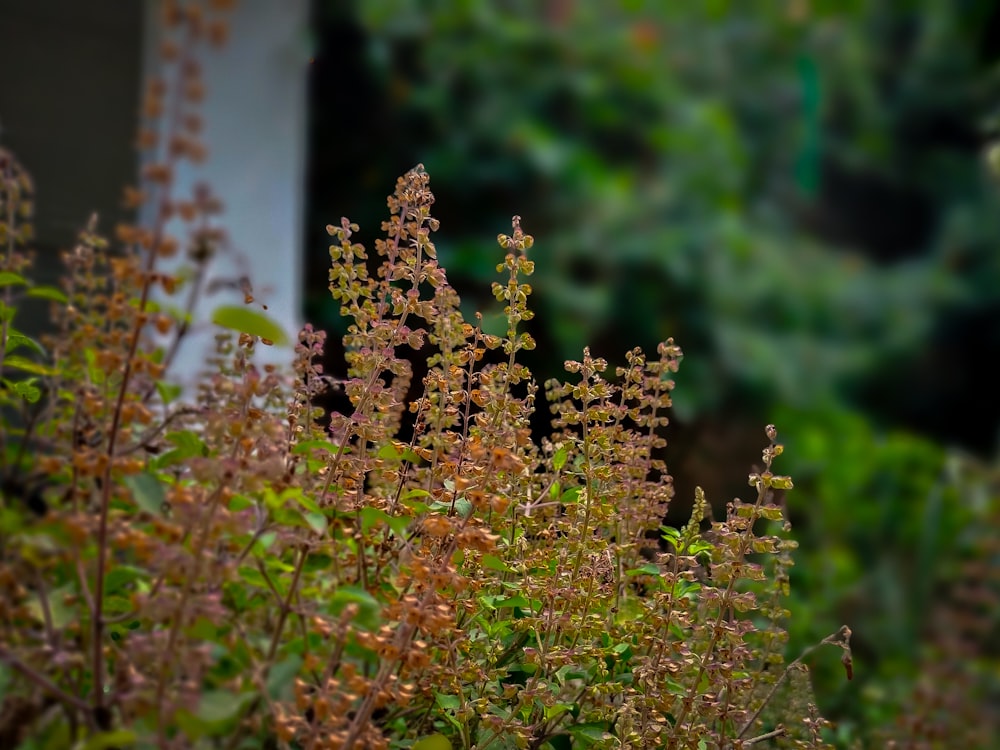 a close up of a plant with lots of leaves