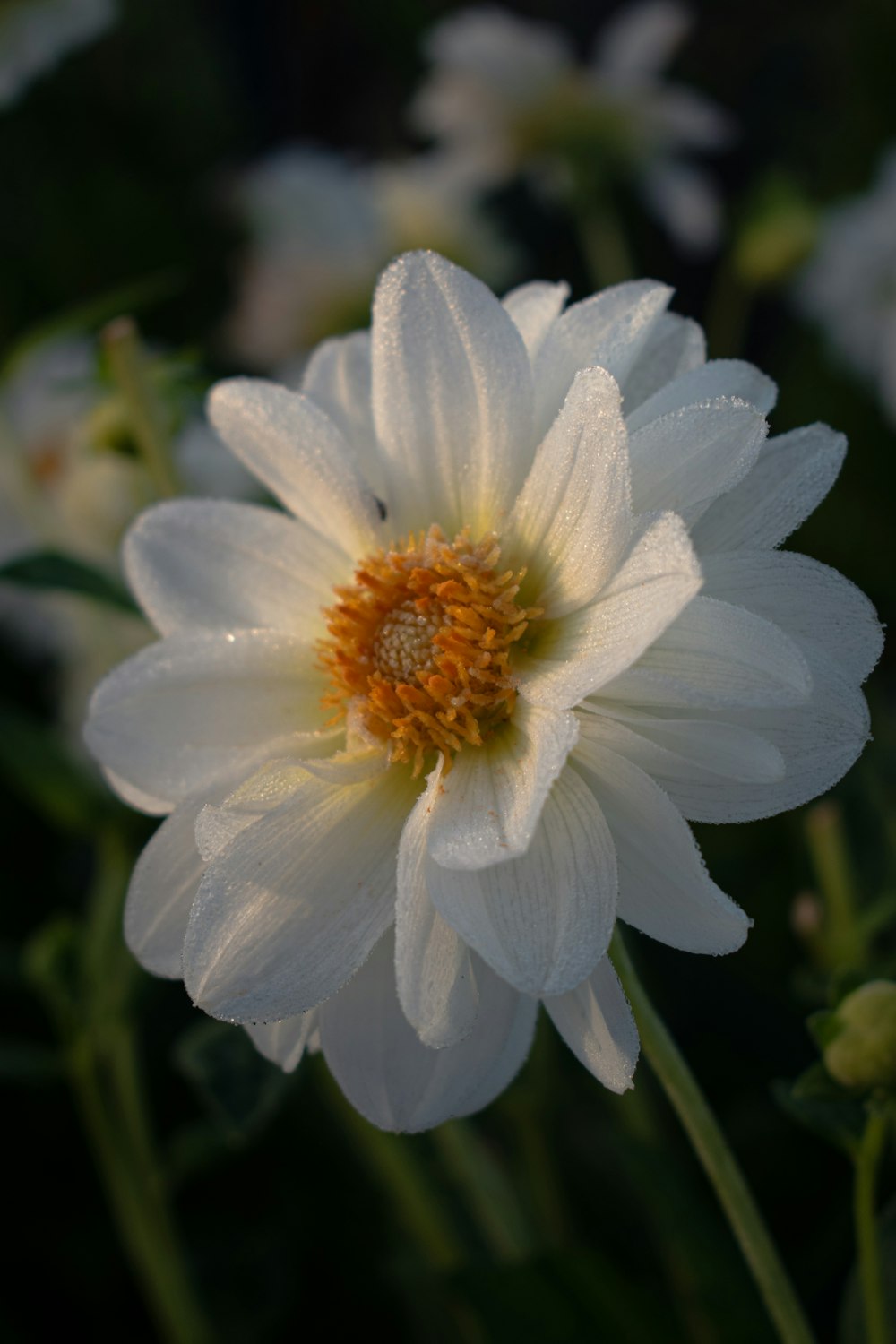 a close up of a white flower with a yellow center