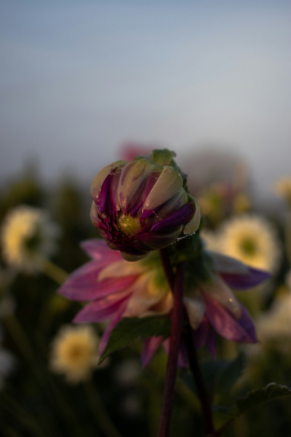 a close up of a flower with many other flowers in the background