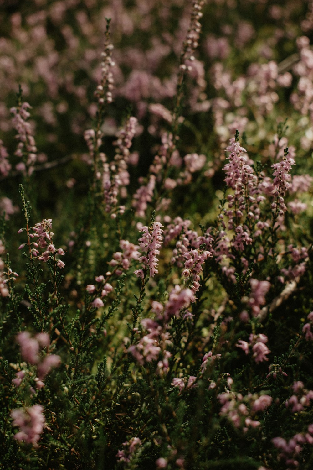 a bunch of flowers that are in the grass