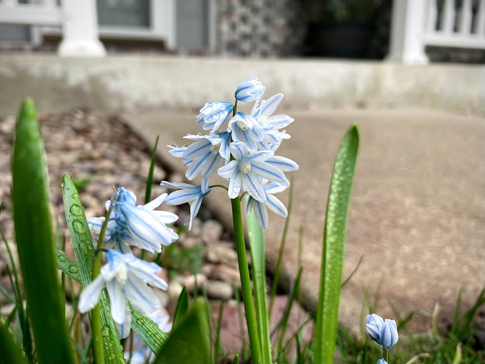 a group of blue and white flowers in front of a house
