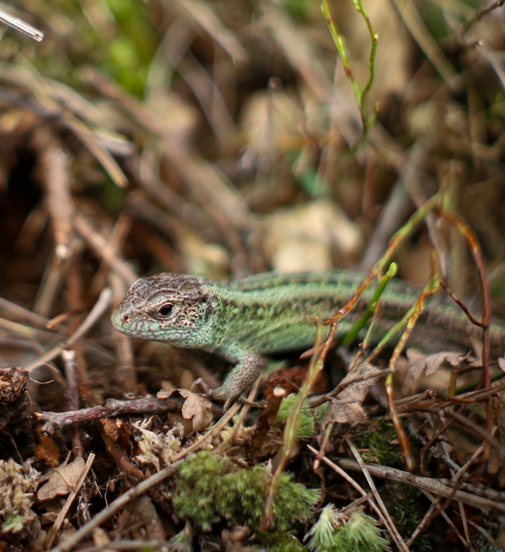 a small lizard is sitting on the ground