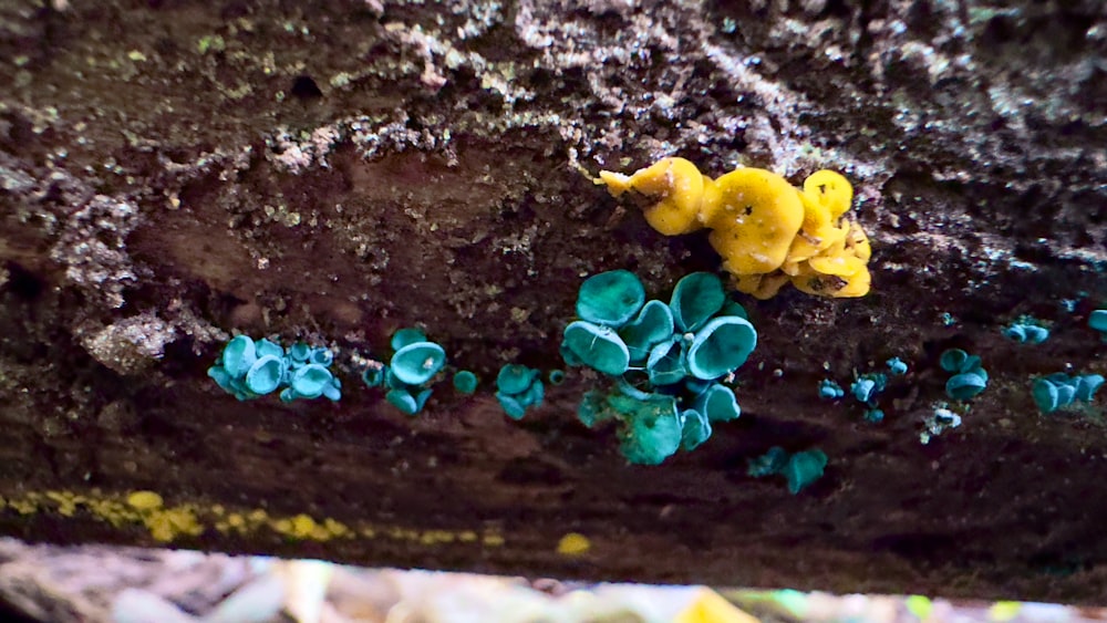 a group of yellow and blue mushrooms on a rock