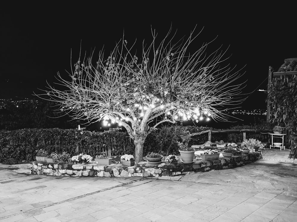 a black and white photo of a tree in a garden