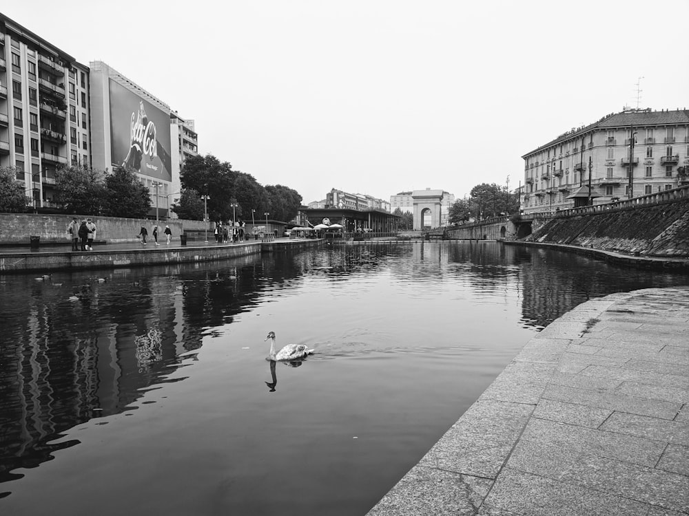 a black and white photo of a swan swimming in a river