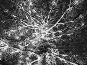 a black and white photo of a tree