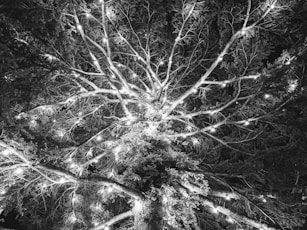 a black and white photo of a tree