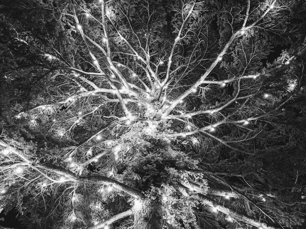 une photo en noir et blanc d’un arbre
