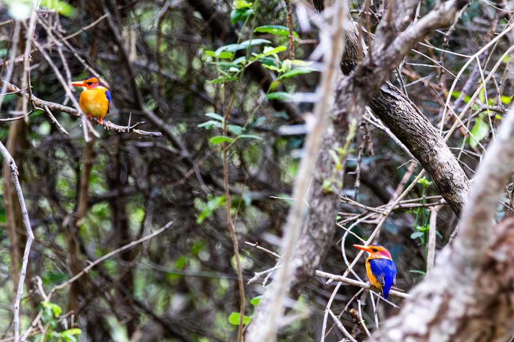 two colorful birds perched on a tree branch