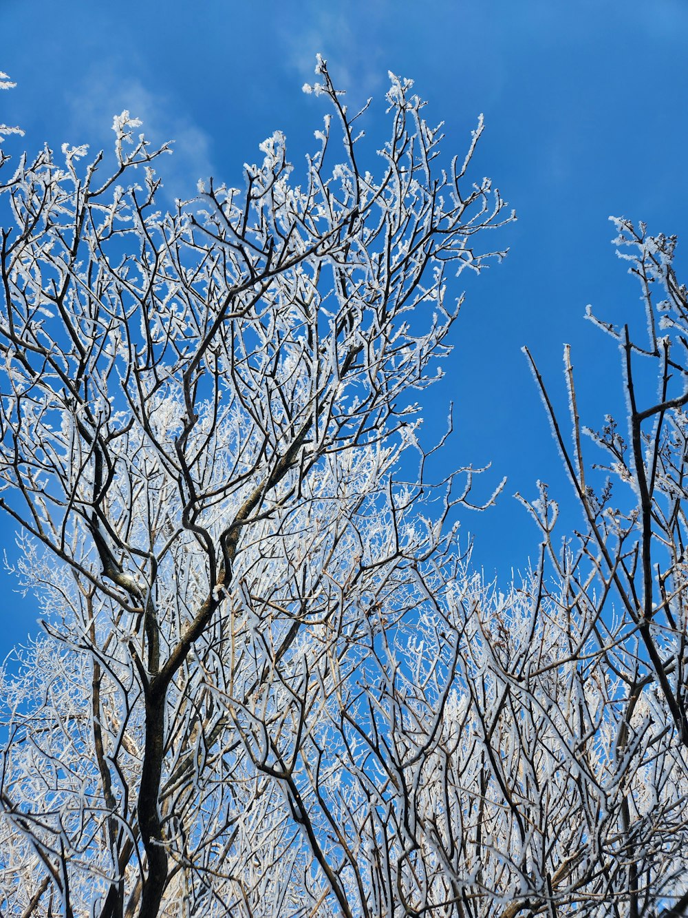 the branches of a tree are covered in ice