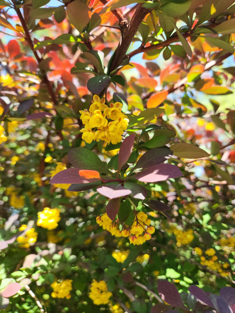 a bush with yellow flowers and green leaves