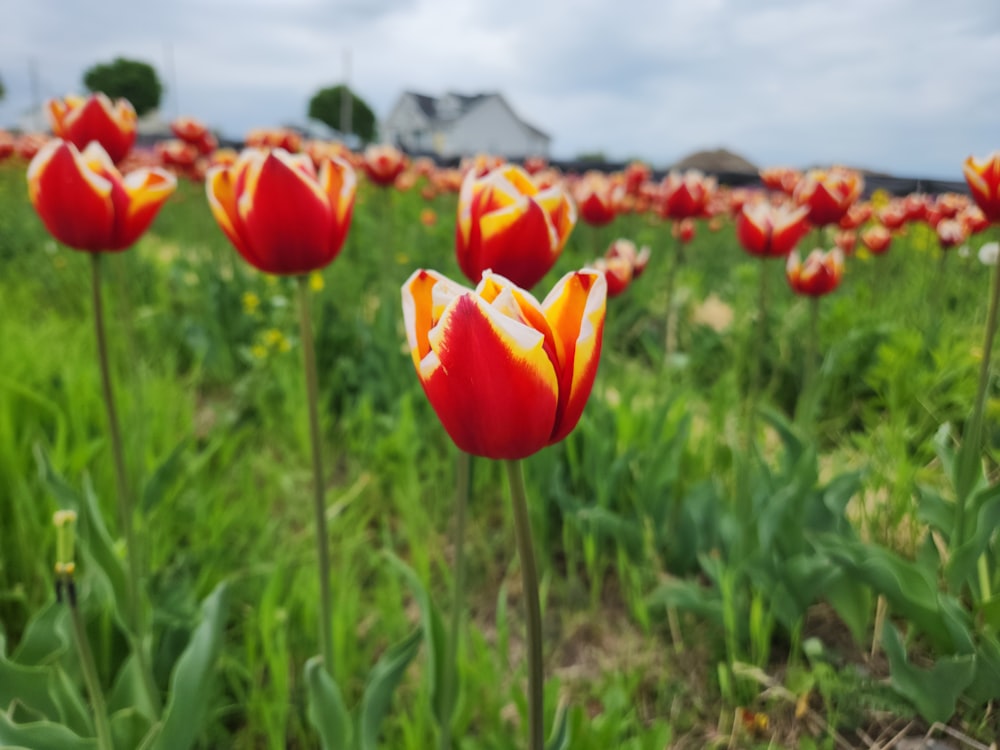 a field full of red and yellow tulips