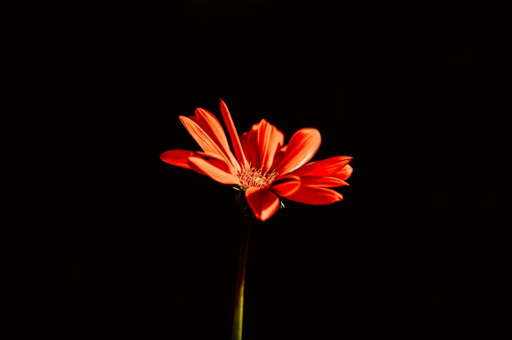 a red flower in a vase on a black background