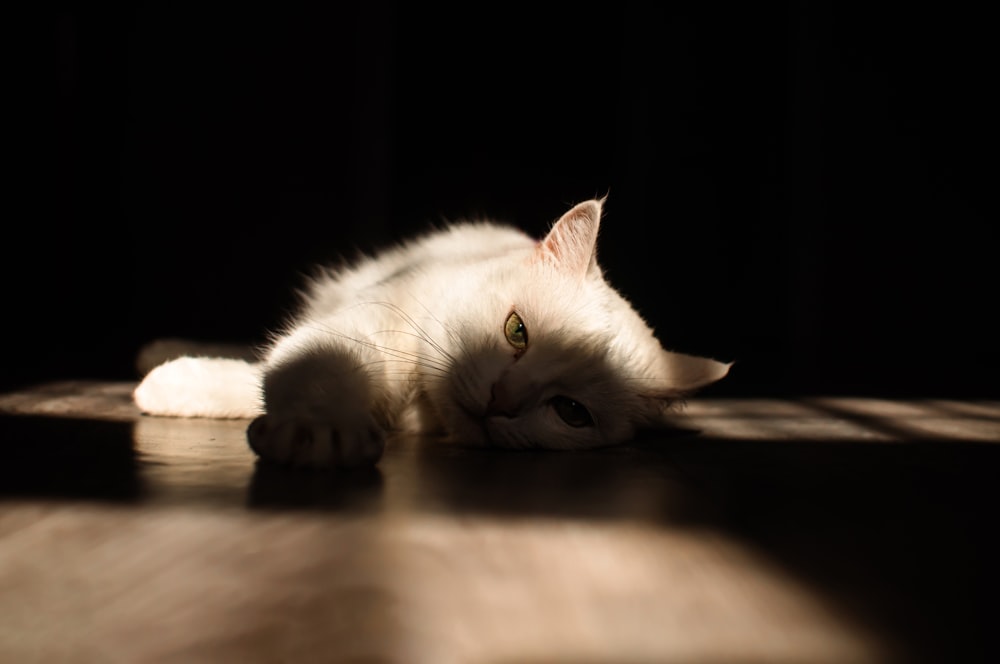 eine weiße Katze, die auf einem Holzboden liegt