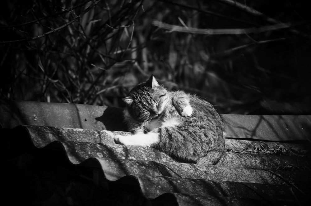 a cat that is laying down on a roof