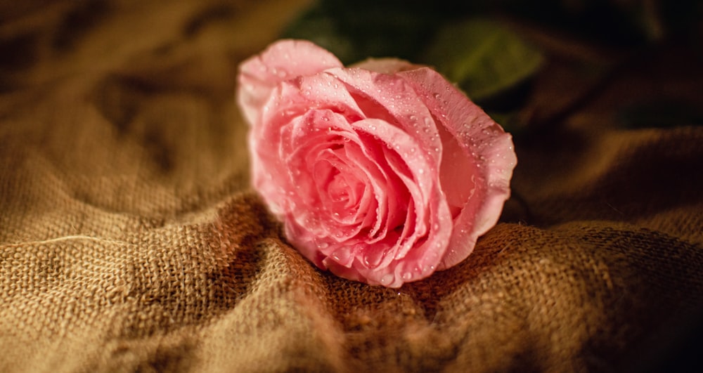 a pink rose sitting on top of a brown blanket