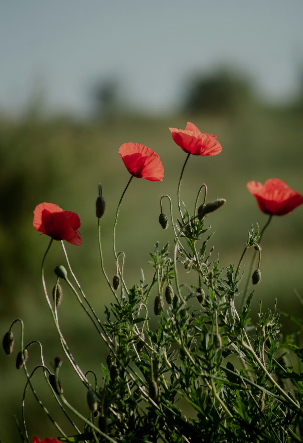 a group of red flowers sitting on top of a lush green field