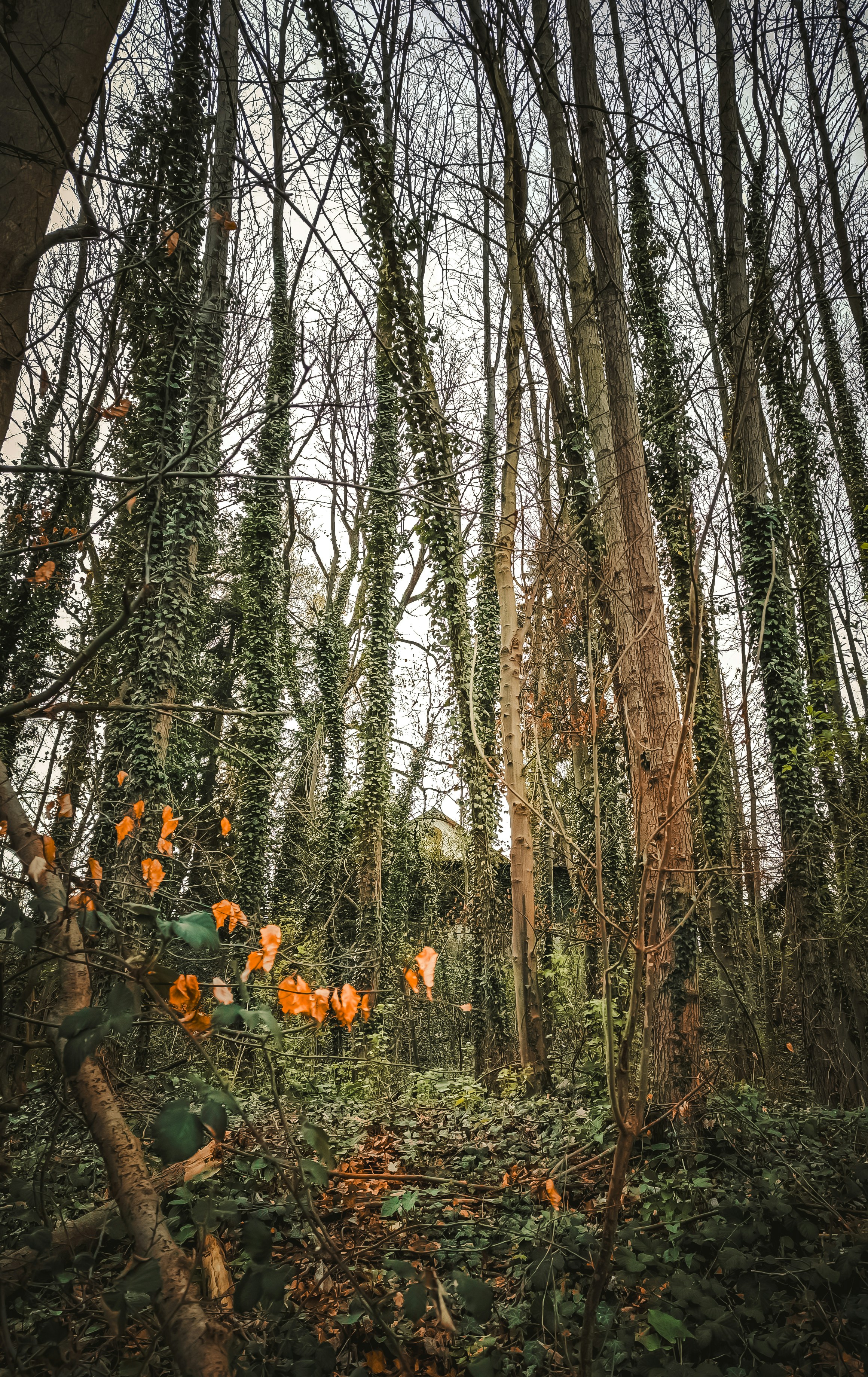 spring forest landscape, wallpaper, Spring Camping Tips: Essential Guide for Early Season Trips 4