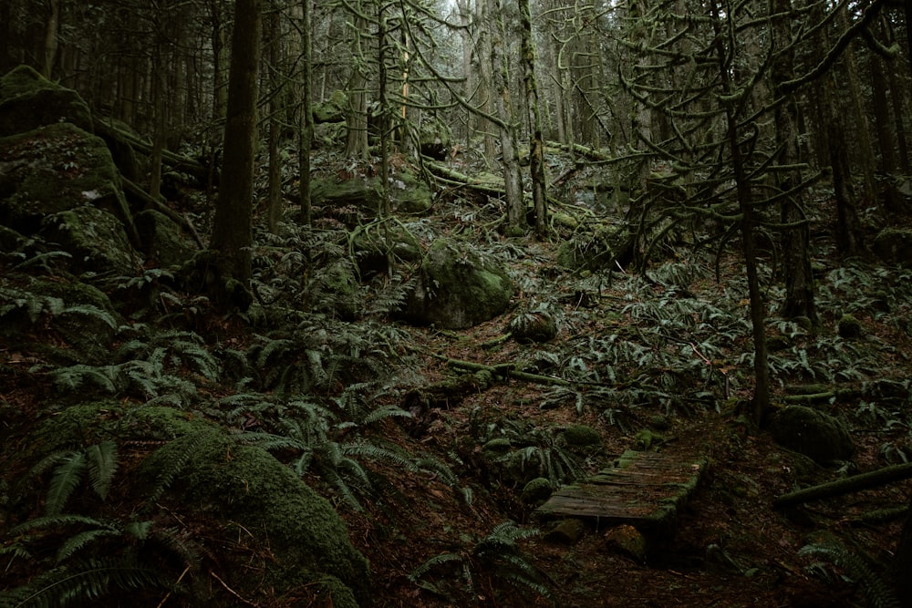 a forest filled with lots of trees and ferns