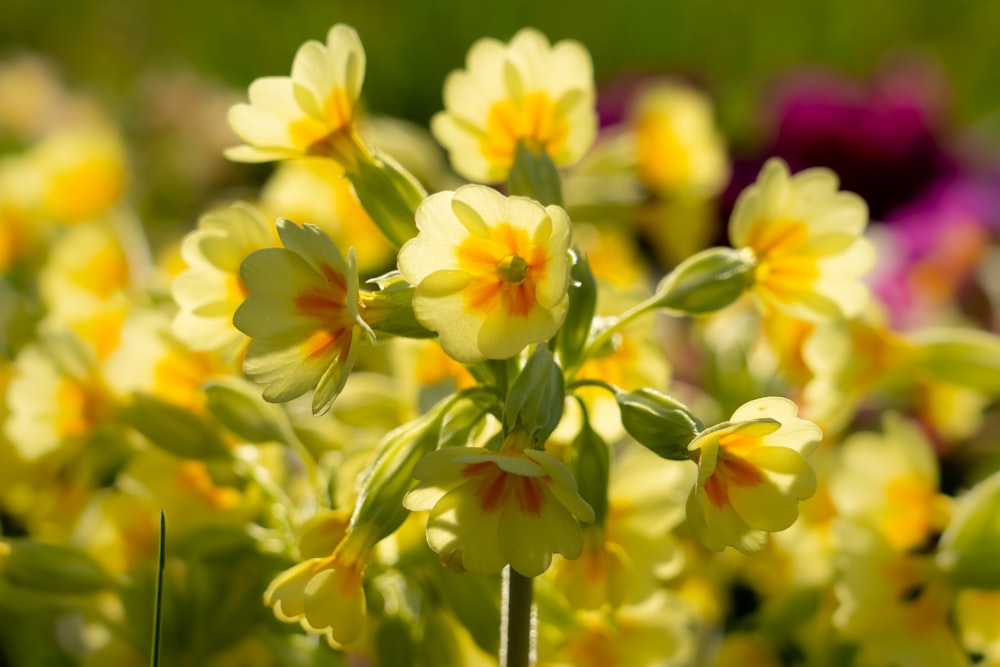 a close up of a bunch of yellow flowers