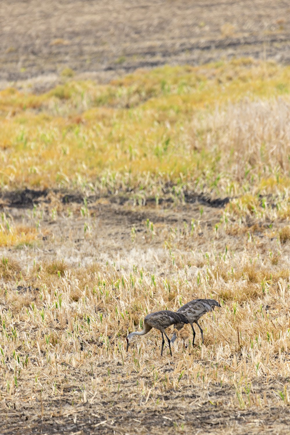 a couple of birds standing on top of a dry grass field