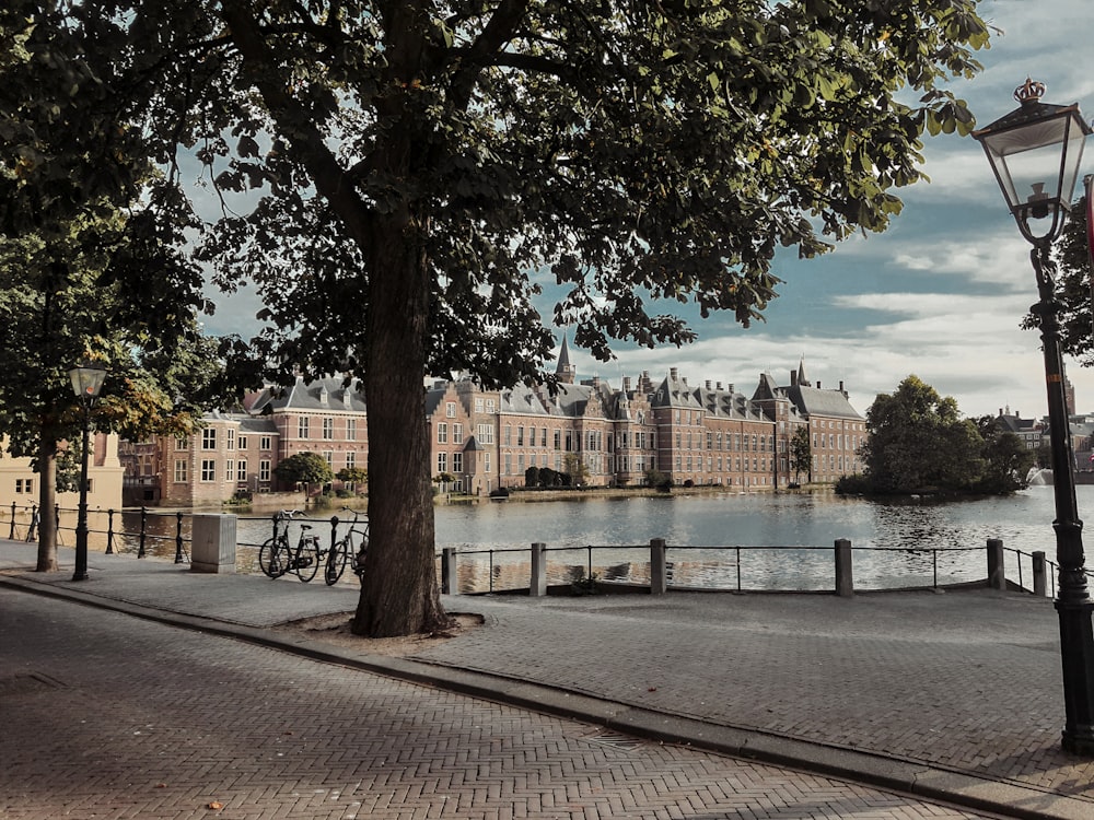 a street light sitting next to a tree near a body of water