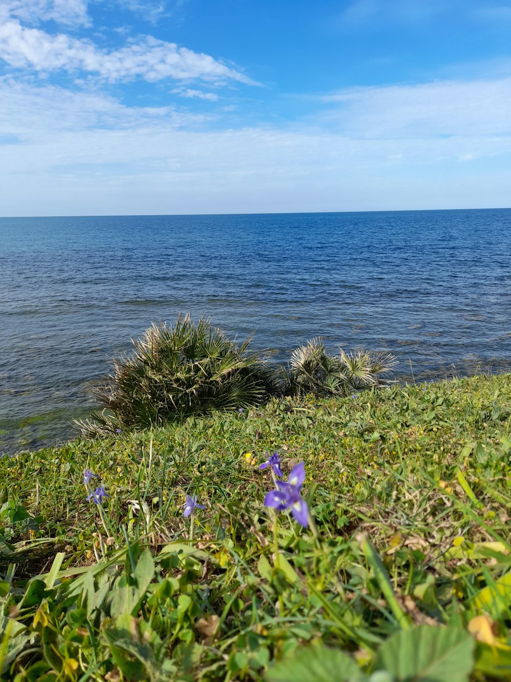 a view of a body of water from a grassy hill