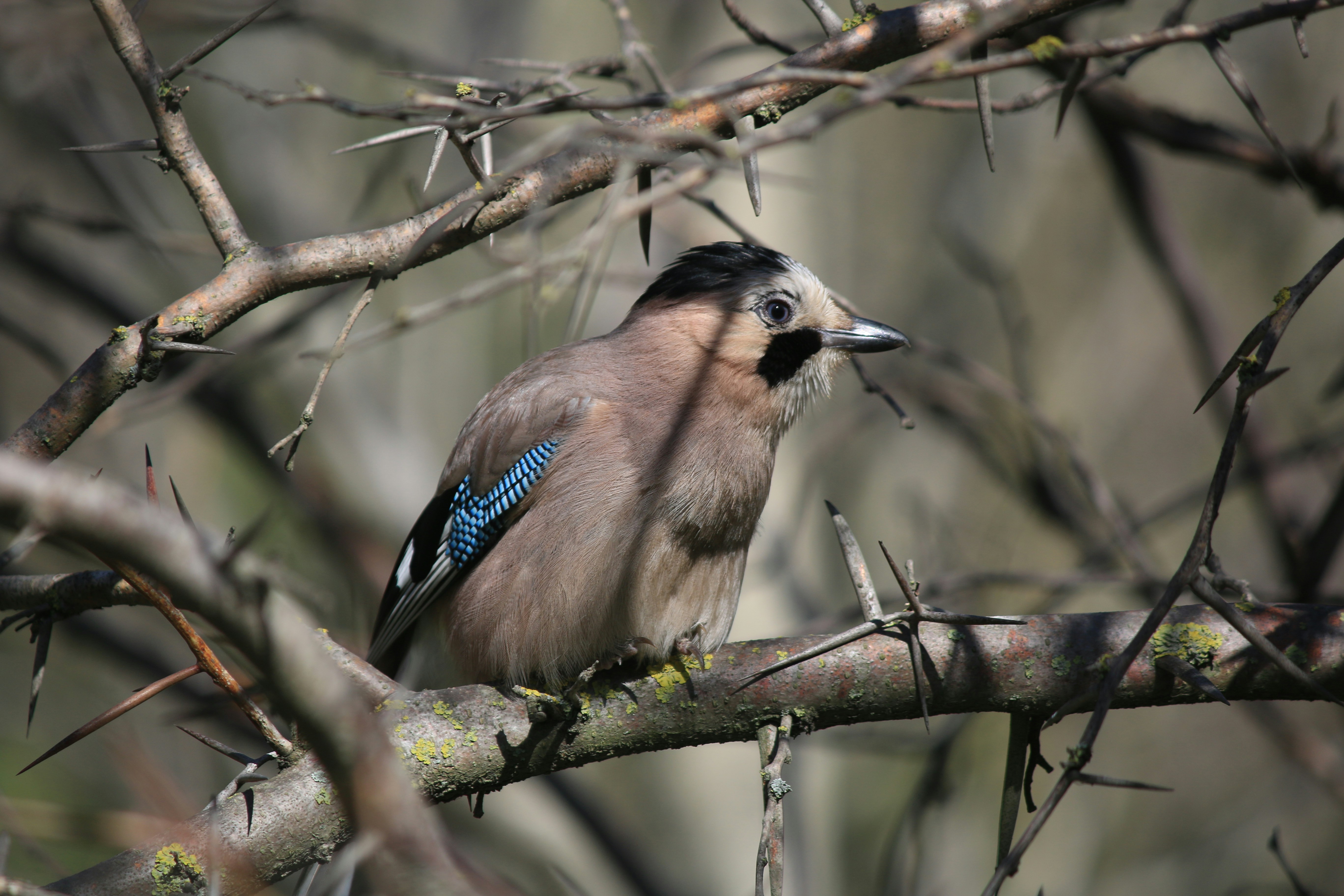 Photo by stepan_konev