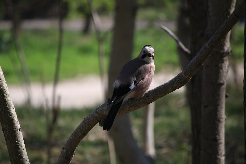 a bird perched on a tree branch in a park