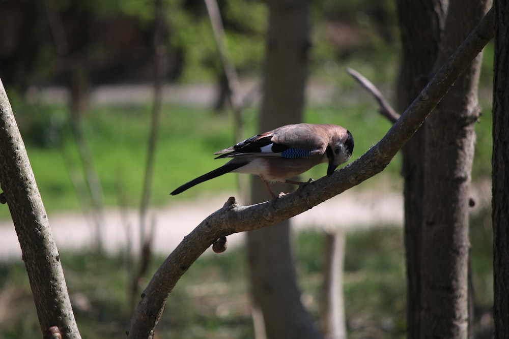 a bird sitting on a branch of a tree