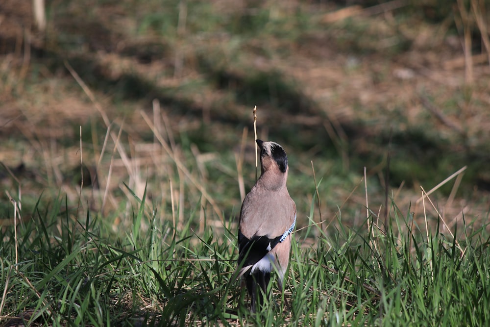 a bird is standing in the tall grass