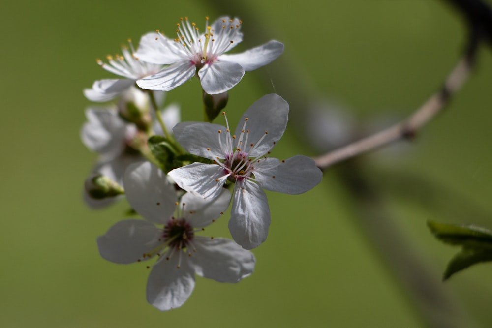 a close up of some white flowers on a tree