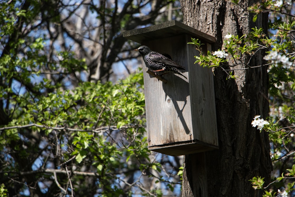 a black bird sitting on top of a wooden bird house