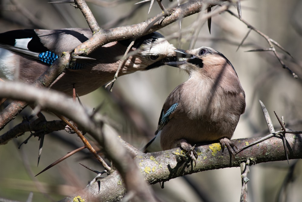 a couple of birds sitting on top of a tree branch