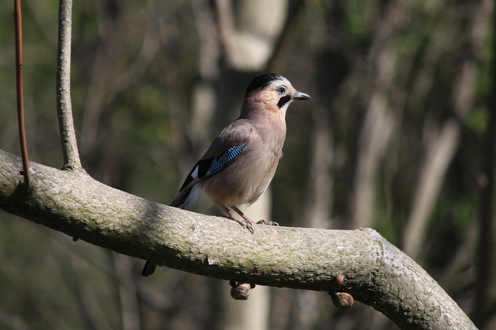 a small bird perched on a tree branch