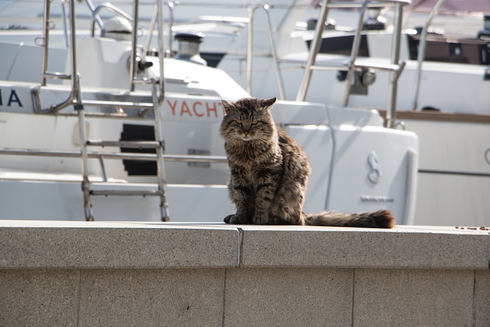 a cat sitting on a ledge in front of a bunch of boats