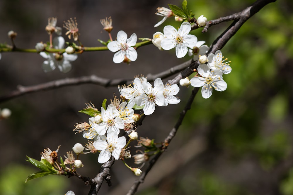 a branch of a tree with white flowers