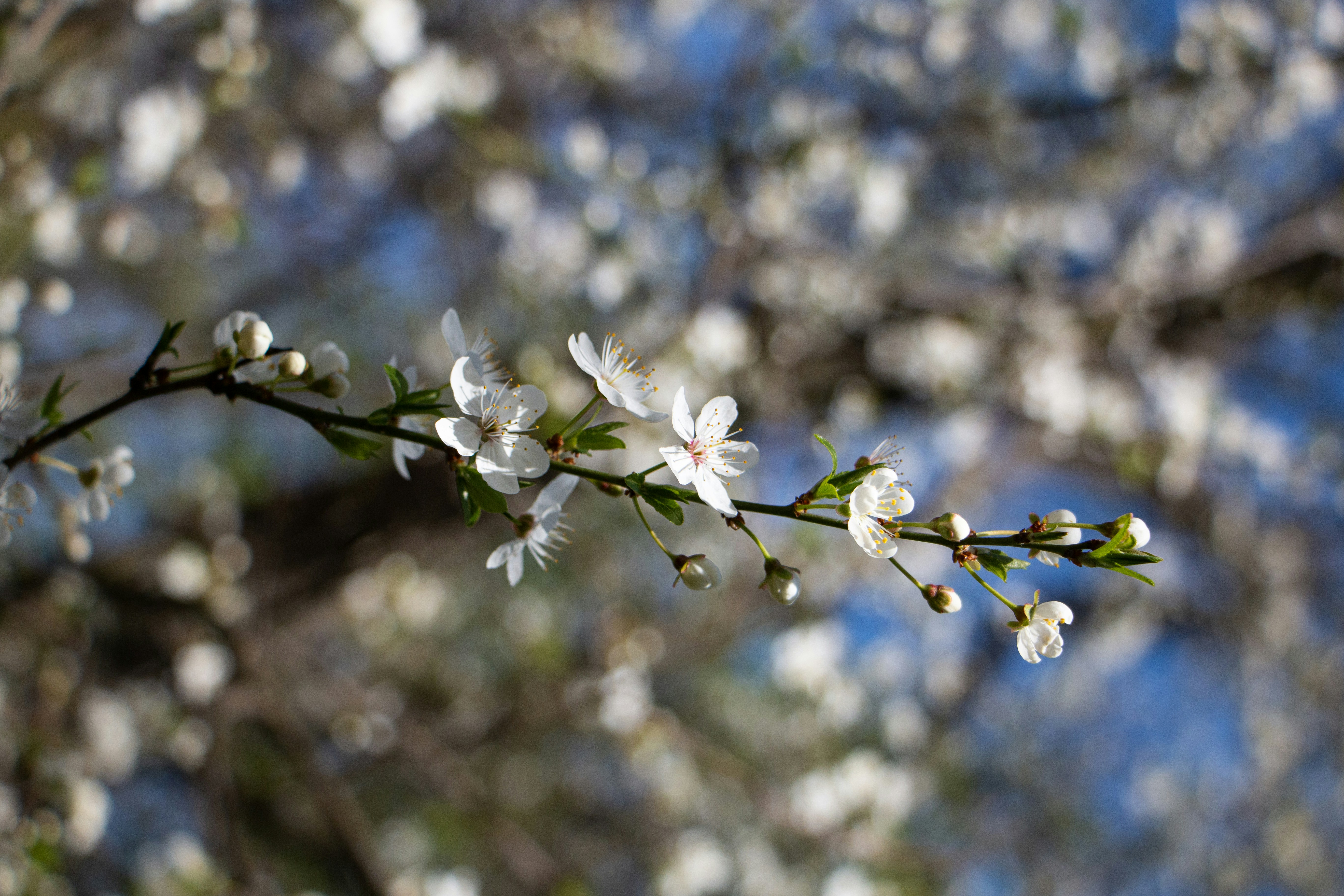 Photo by stepan_konev