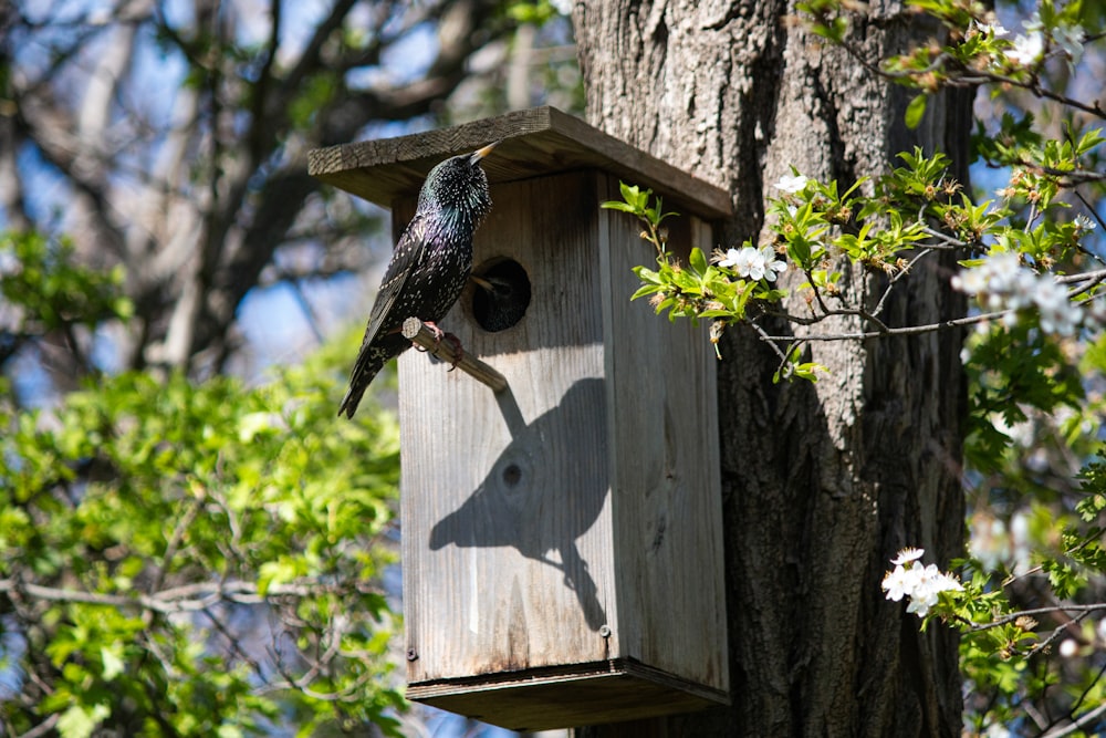 a bird sitting on top of a wooden bird house