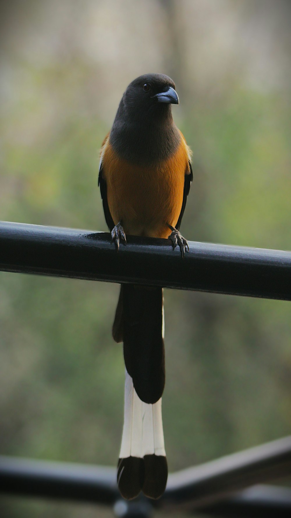 a small bird perched on top of a metal rail