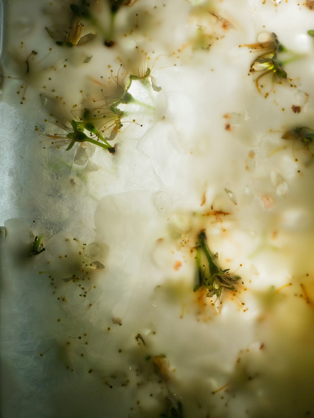 a close up of a plate of food with broccoli florets