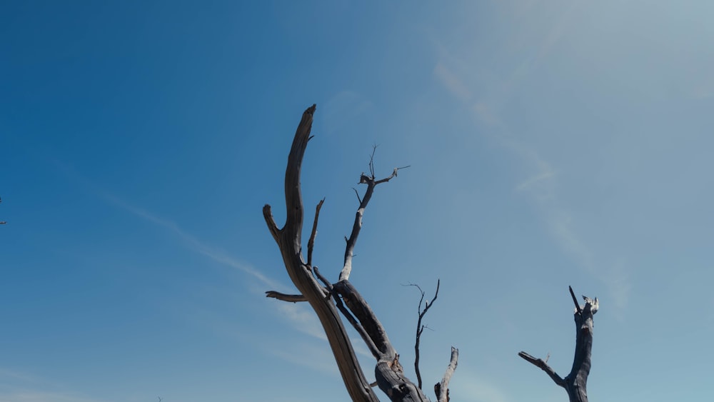 un árbol muerto en medio de un campo