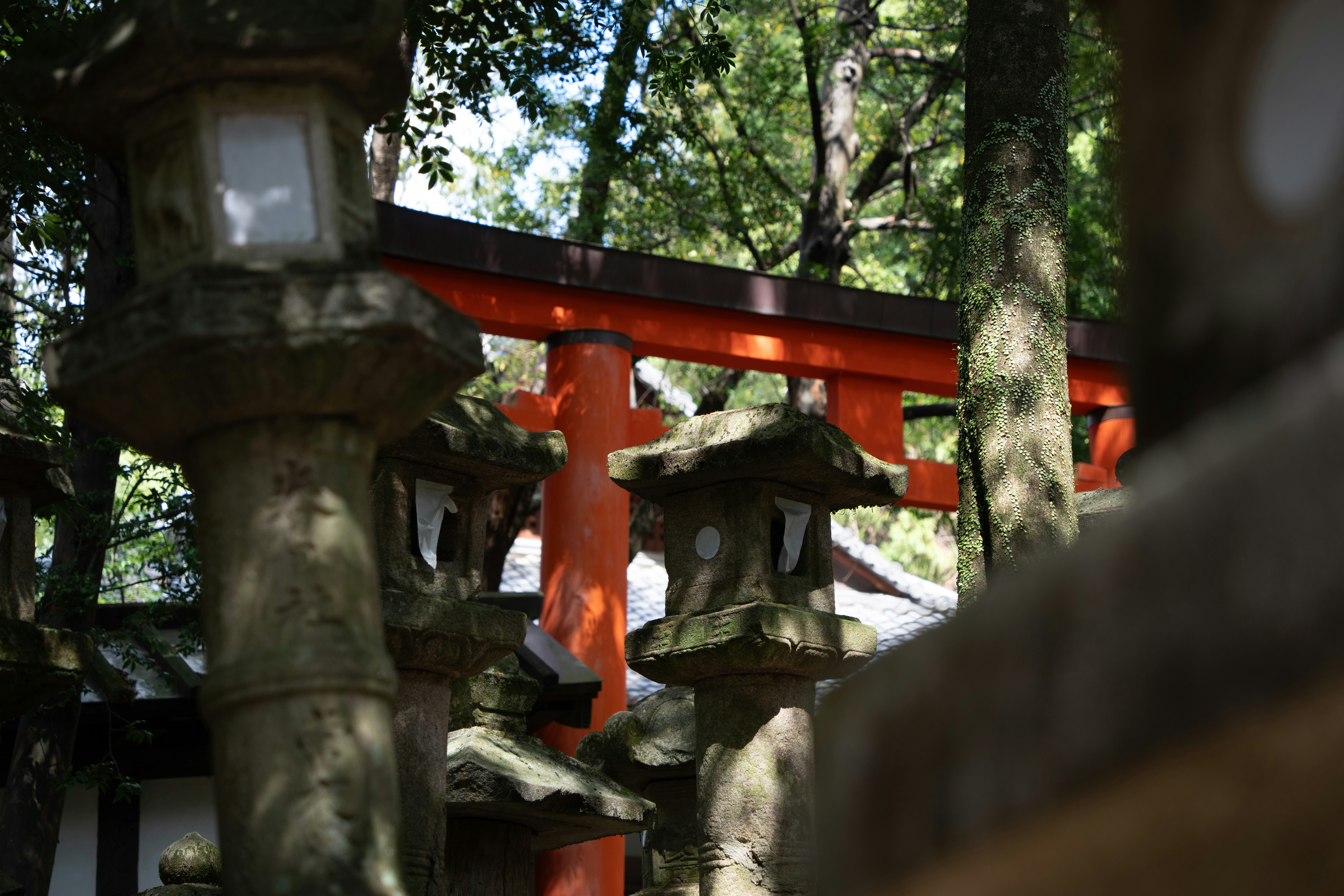 a red tori tori tori tori tori tori tori tori tori tori tori tori tori tori