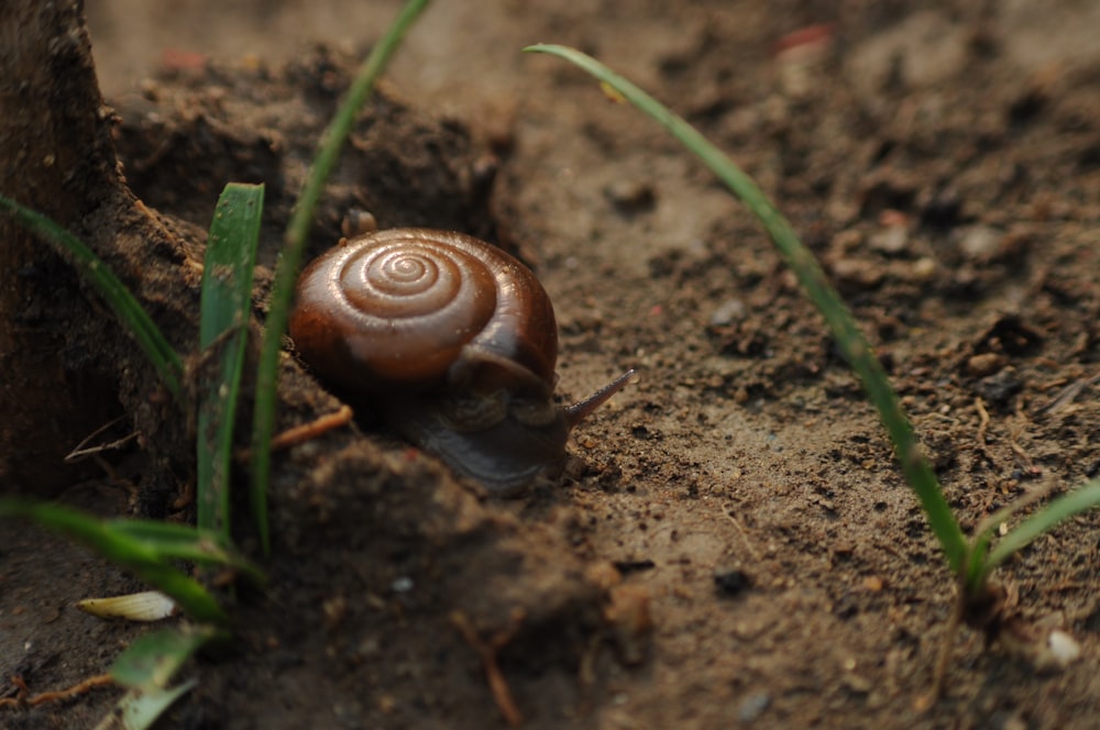 a snail crawling on the ground next to a tree