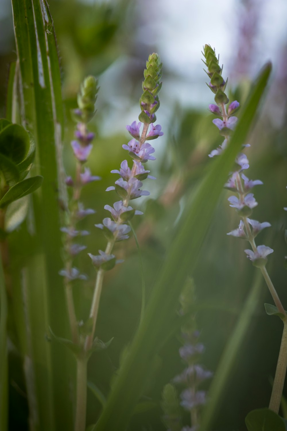 a close up of a bunch of purple flowers