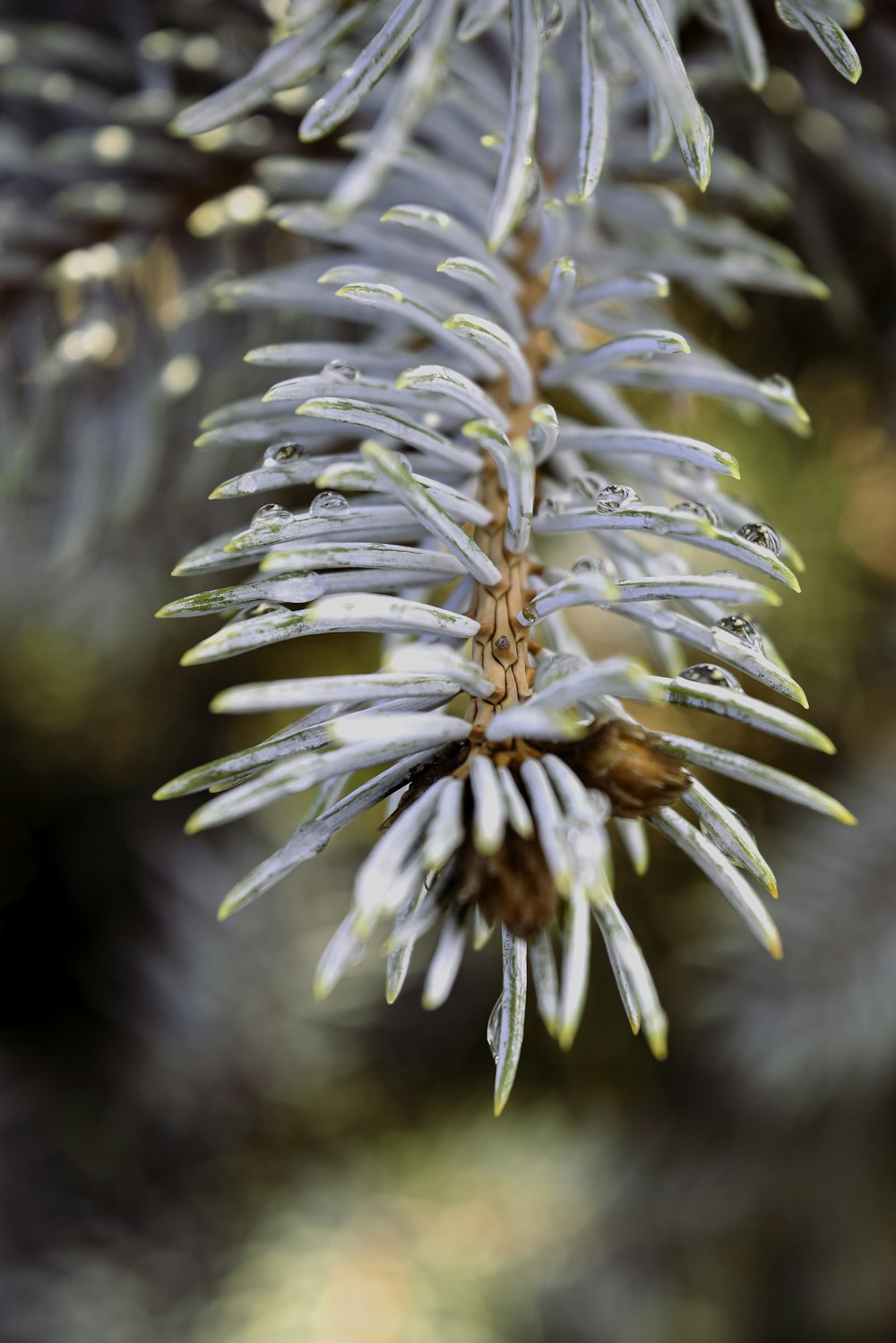 a close up of a pine tree branch